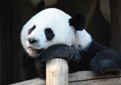 Pandat